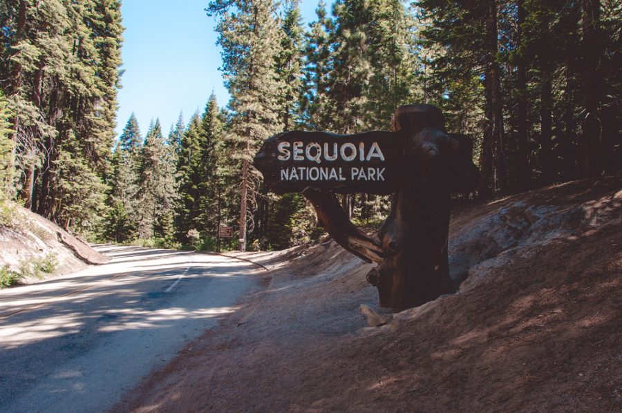 California on the road sequoia