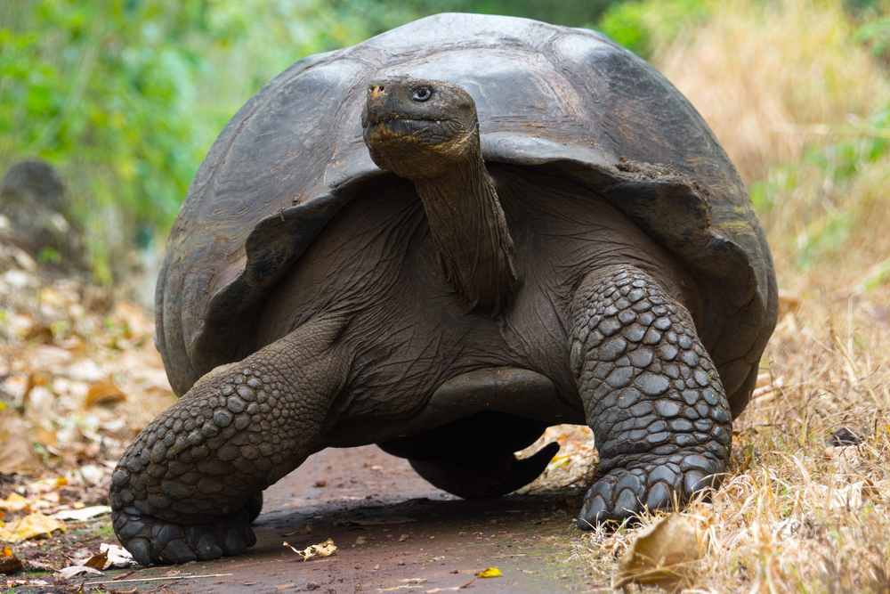 Viaggio alle Galapagos tartaruga gigante galapagos