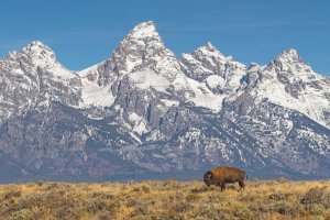Icone western in Wyoming e Montana Buffalo