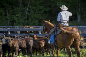 I ranch delle Rocky Mountains: Working Guest Ranch