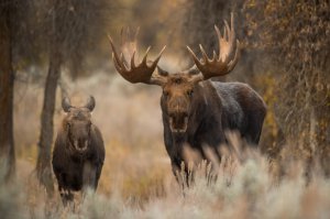 I big five delle Rocky Mountians moose