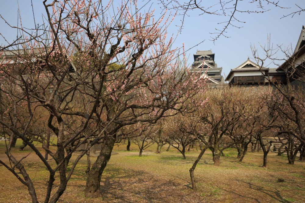 Albero Di Natale Giapponese Pesca.Giappone I Luoghi Di Interesse In Kyushu Viaggio A Fukuoka