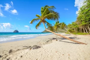 Caraibi Martinica spiaggia di cocco