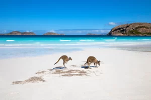 Kangaroo family on the beach of Lucky bay, Esperance, Western Australia