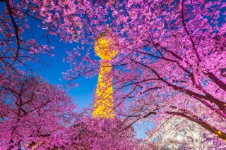 Night view of Cherry Blossom festival at Daegu, South Korea
