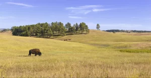 Bison in the Grasslands, Wind Cave National Park, South Dakota, USA