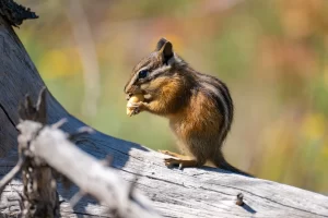 Yellow-pine chipmunk (Tamias amoenus) sitting on a tree log and eating a nut, Yellowstone National Park.