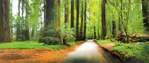 Redwood forest Northern CA
