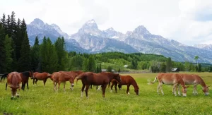 ranch in wyoming wiht horses and rocky mountains