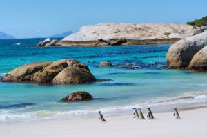 pinguini camminano sulla spiaggia soleggiata. Girato nella riserva naturale di Boulders Beach, vicino a Città del Capo