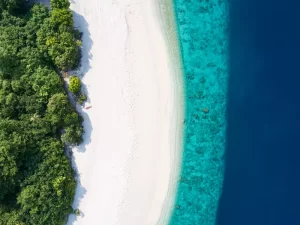 Maldives Island palm tree tropical. Photo taken from islands located in Maldives.