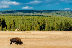 Yellowstone National Park in Wyoming is one of my favorite parks you can find in that area. The animals, the landscape, the geysers