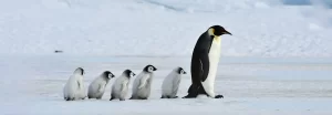 famiglia di pinguini in antartide