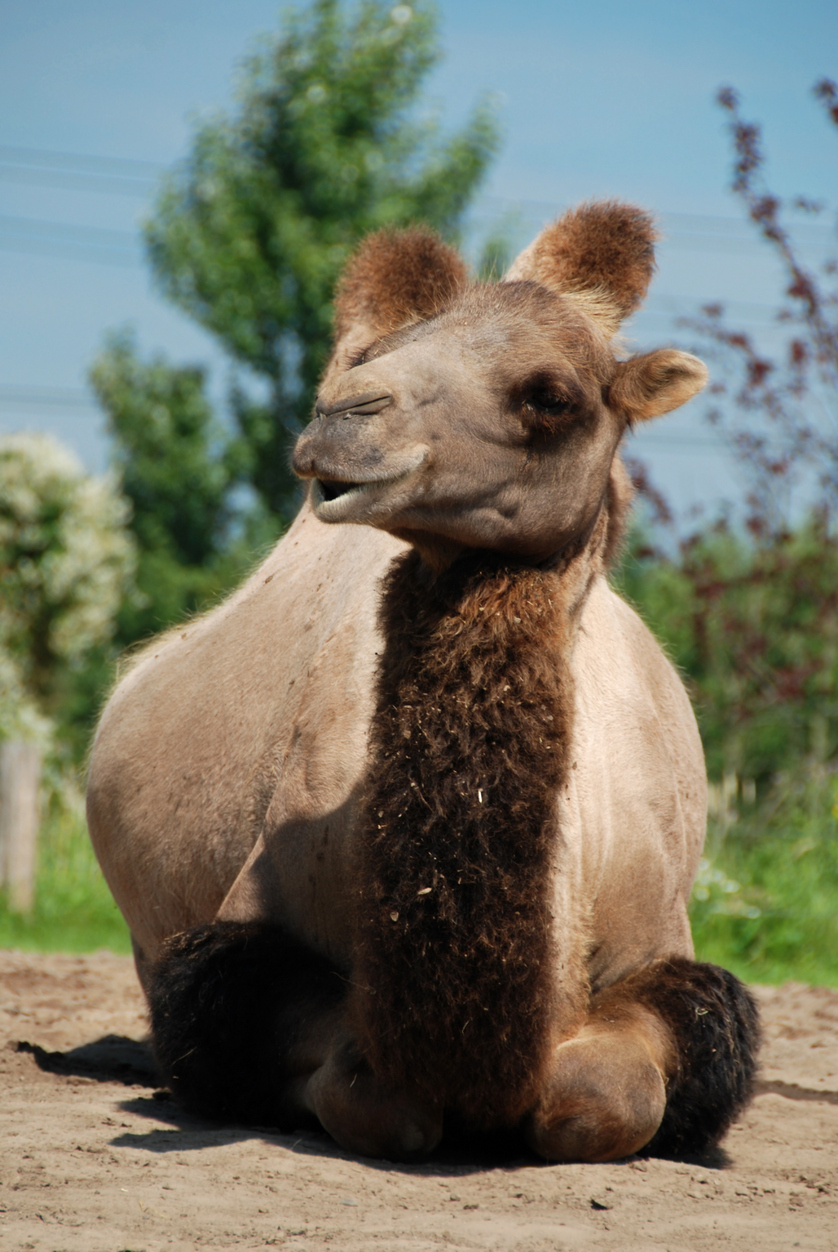 Bactrian camel laying down
