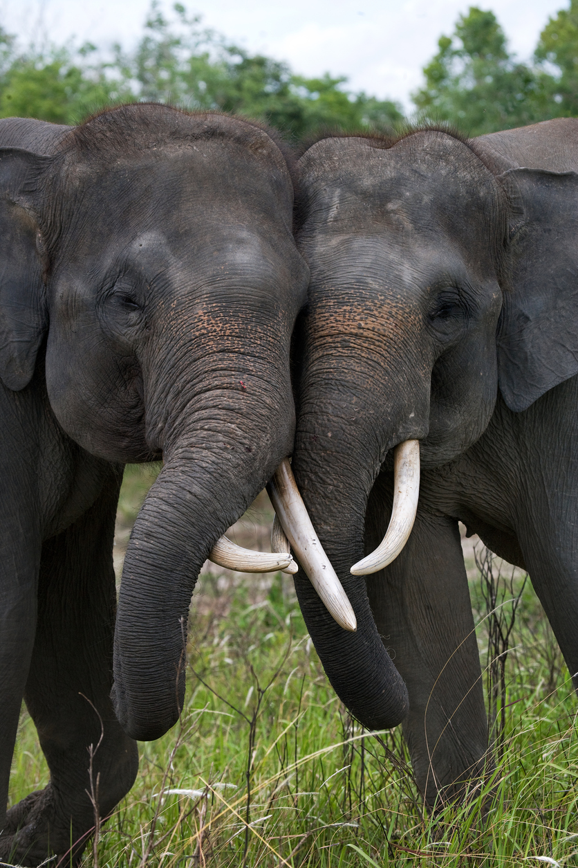 Two Asian elephants playing with each other.