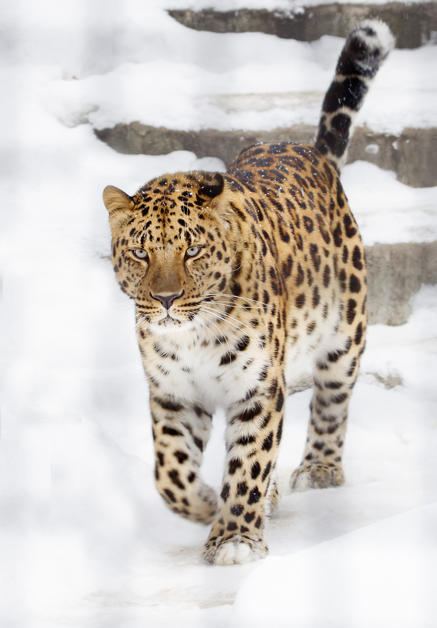 Leopardo Amur