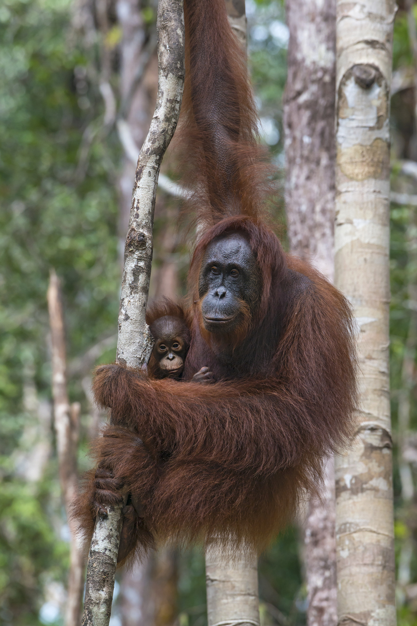 Female Orang Utan with baby in a tree, wildlife shot