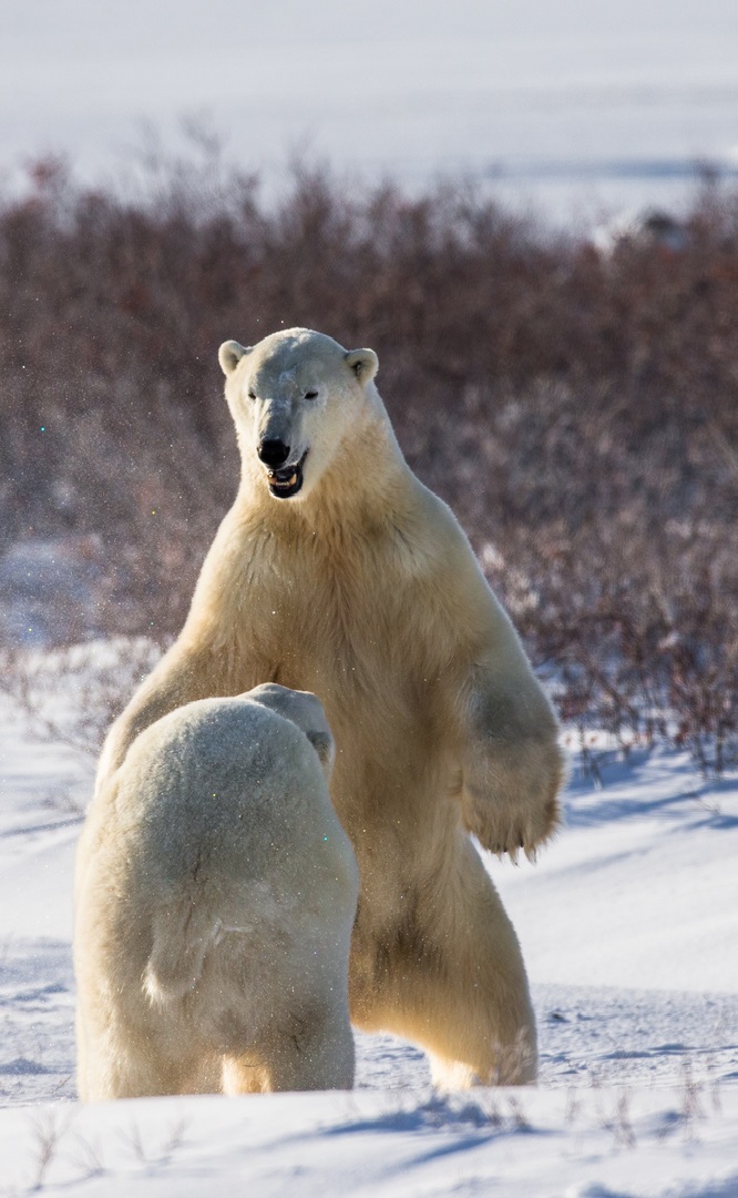 Two polar bears playing with each other in the tundra.