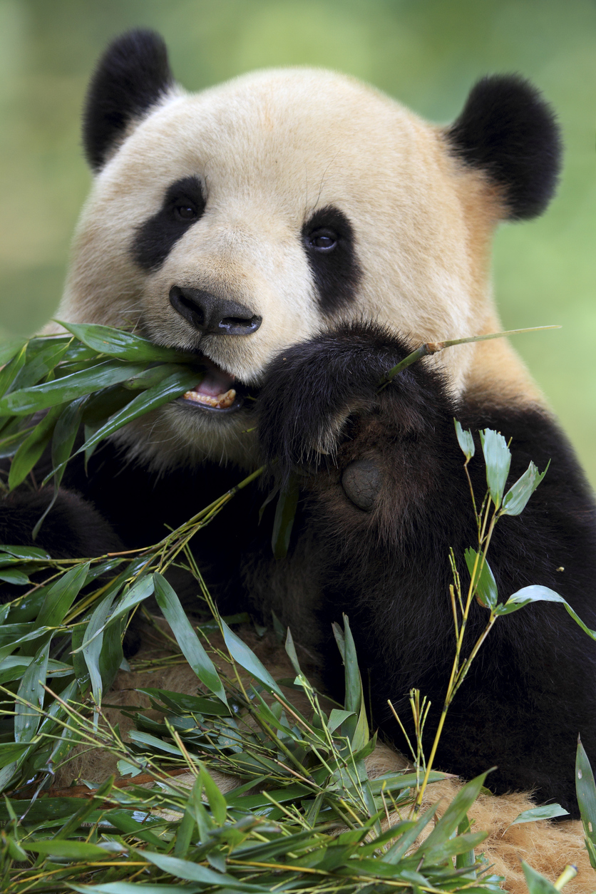 Cute Panda Viaggio in Cina Panda Gigante dove vederlo