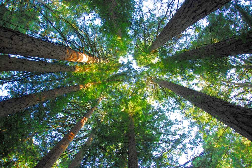 Redwood