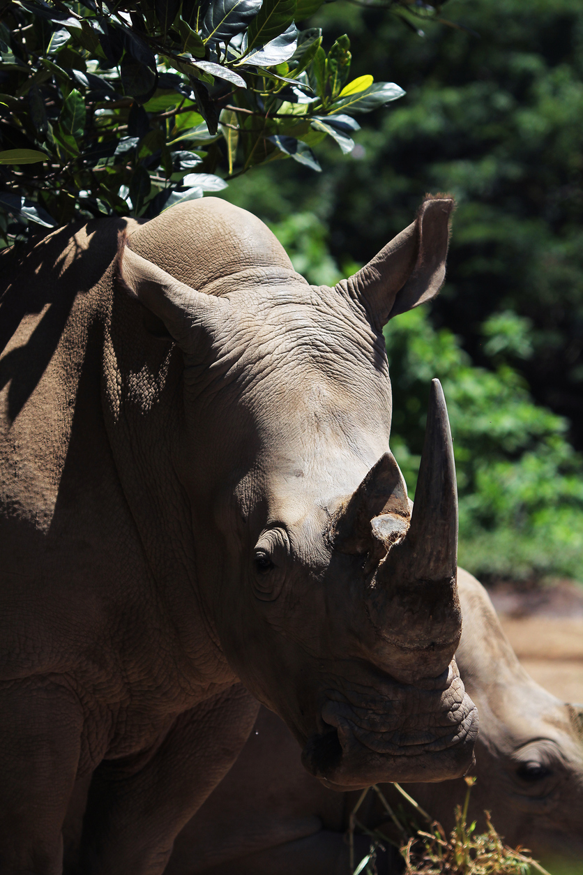 Rhino