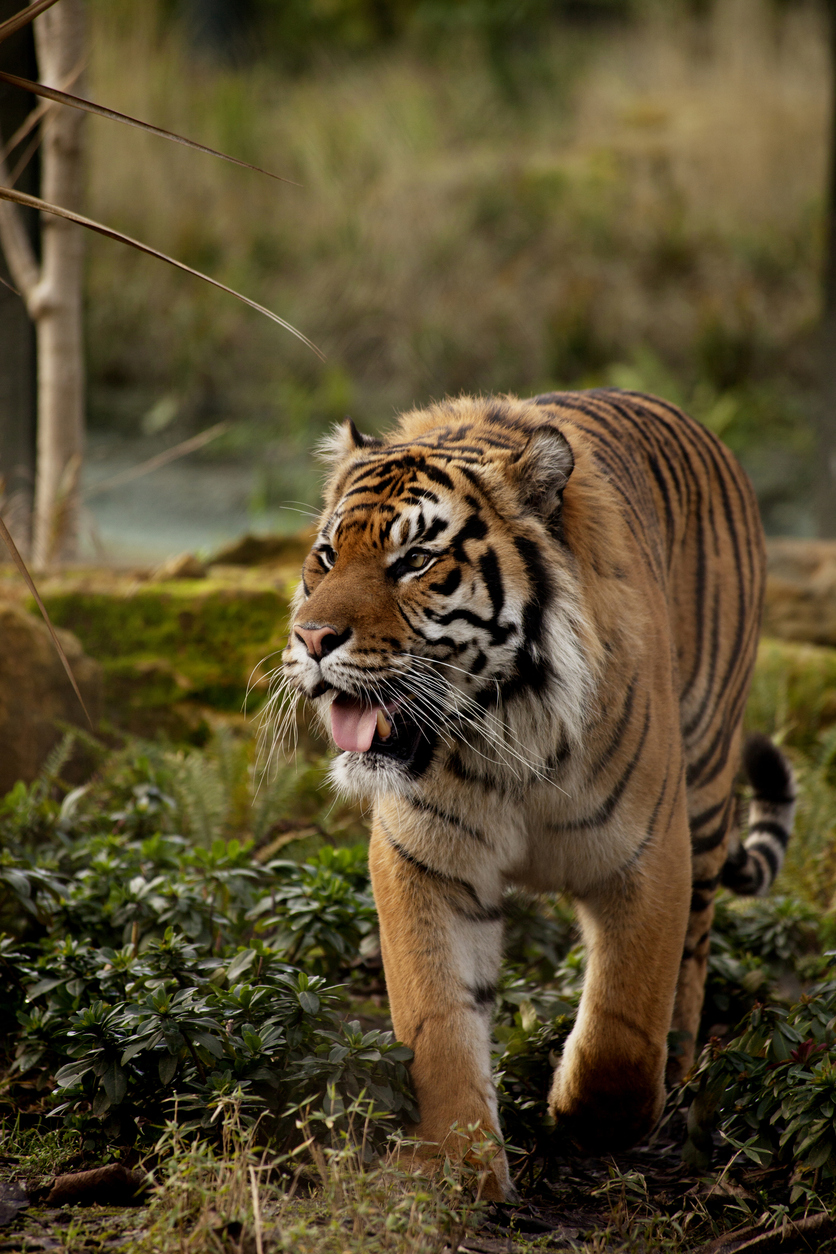 Sumatran Tiger Tigre di Sumatra