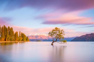 Wanaka Tree sunrise New Zeland