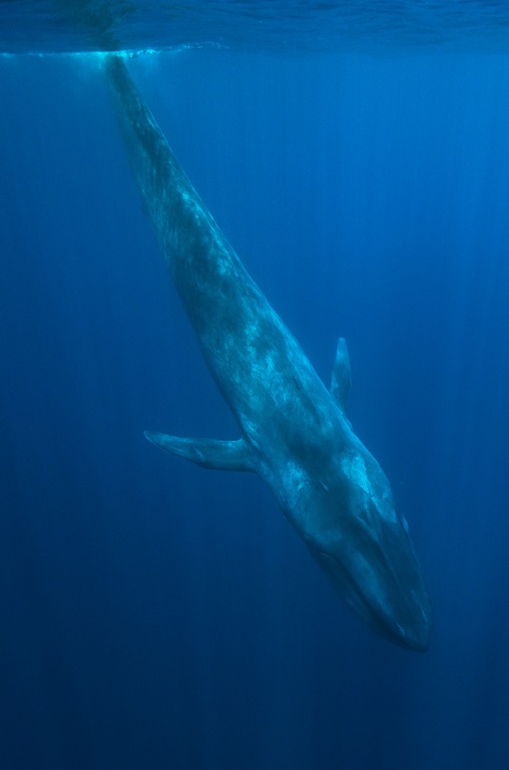Blue Whale Sri Lanka Balenottera azzurra