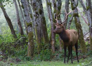 vIAGGIO A REDWOOD NATIONAL PARK