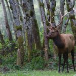 vIAGGIO A REDWOOD NATIONAL PARK