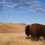 Viaggio Custer State Park South Dakota