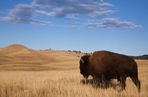 Viaggio Custer State Park South Dakota