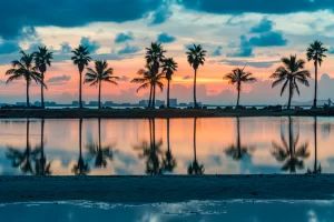 Riflessi delle palme nell'acqua del lago dell'atollo nell'Oceano Atlantico a Miami Florida all'alba