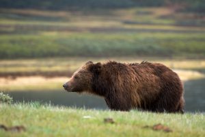 Viaggio Yellowstone Stati Uniti Wyoming