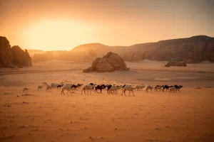 A group of camels in the middle of the Al-Ula desert, winter at Tantora, northern Saudi Arabia, Saudi tourism, sunset mountains