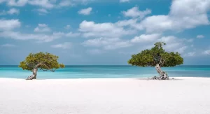 Fofoti Trees At Eagle Beach