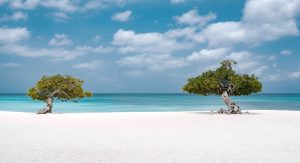 Fofoti Trees At Eagle Beach