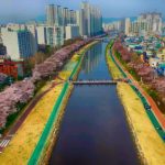 Cherry Blossom Blooming Spring of Oncheoncheon Citizen Park, Dongraegu, Yeonjegu, Busan, South Korea