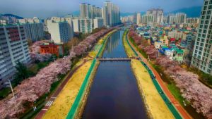 Cherry Blossom Blooming Spring of Oncheoncheon Citizen Park, Dongraegu, Yeonjegu, Busan, South Korea