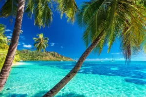 palm on the beach polinesia francese