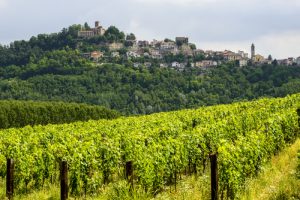 Summer Landscape In Monferrato (piedmont, Italy) With Vineyard ,Near Trisobbio