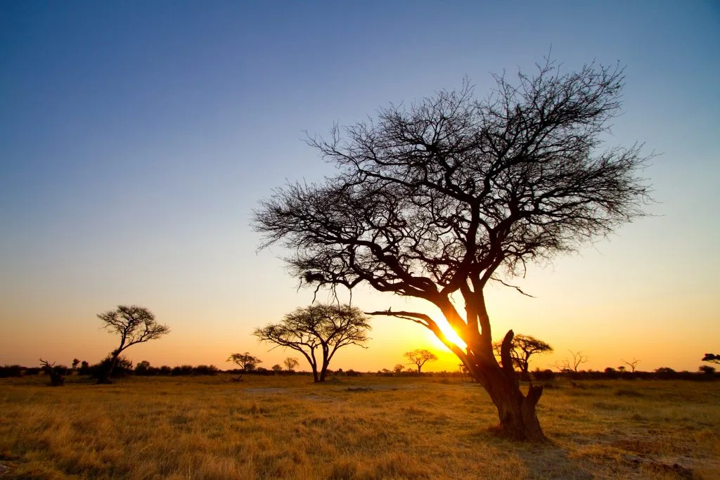 tramonto sulla savana in zimbabwe