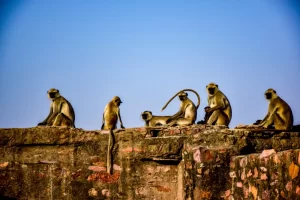 Group of gray Langur sitting on Ranthambore Fort wall