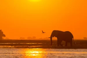 African bush elephant or African elephant (Loxodonta africana) crossing the Chobe River at sunset. Chobe National Park. Botswana