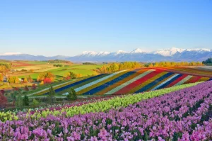 Panoramic Flower Gardens Shikisai hill in Biei, Japan