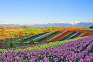 anoramic Flower Gardens Shikisai hill in Biei, Japan