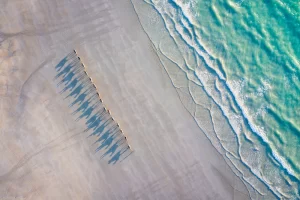 Camels walking along the beach during sunset, Cable Beach, Broome, Australia taken by a Drone