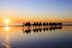 Cammelli sulla spiaggia al tramonto, Broome, Australia Occidentale