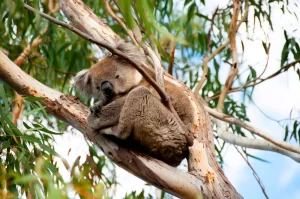 Wild Koala - Kangaroo Island