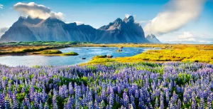 Fiori di lupino in fiore sul promontorio Stokksnes. Panorama estivo colorato della costa islandese sud-orientale con Vestrahorn (Batman Mountain). Islanda, Europa.